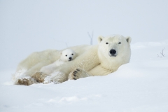 Polar bears