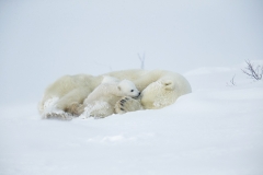Polar bear