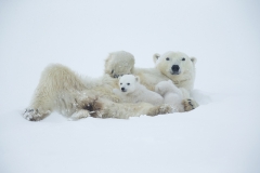 Polar bear