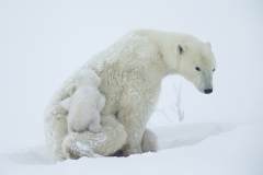 Polar bears