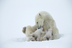 Polar bear