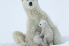 Polar bears