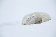 Polar bears
