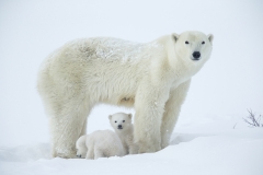 Protection