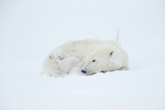 Polar bear