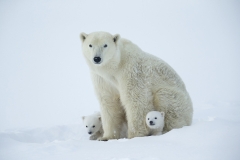 Polar bears