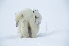 Climbing
