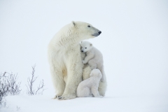 Polar bears