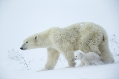 Polar bears