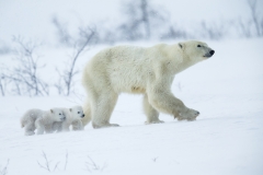 Polar bear family