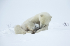 Polar bear
