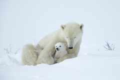 Polar bear