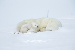 Polar bear