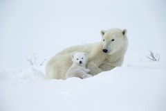 Polar bears