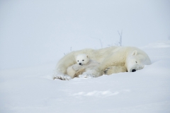 Polar bears