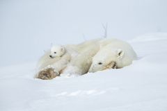 Polar bears