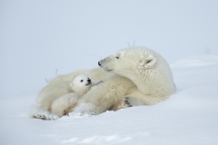 Polar bears
