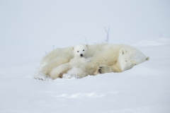 Polar bear