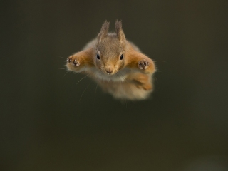 Red Squirrels