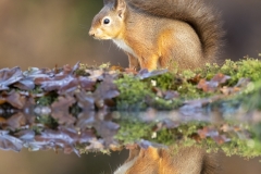 Squirrel reflection