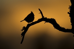 Crested Tit