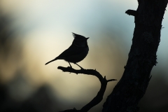 Crested tit silhouette