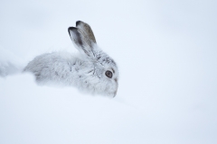 Mountain Hare