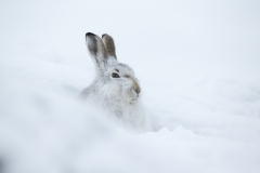 Mountain Hare