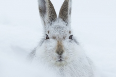Mountain Hare head on