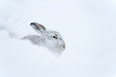 Mountain Hare