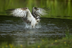 Osprey