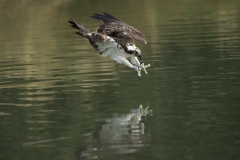 Osprey diving