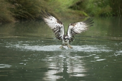 Osprey exit