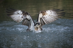 Osprey exit