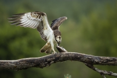 Osprey feeding