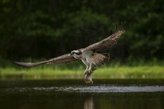 Osprey fishing