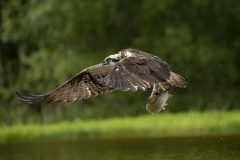 Osprey fishing