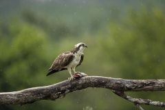 Osprey in rain