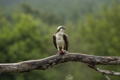 Osprey in rain