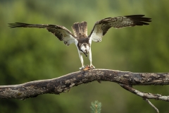 Osprey landing
