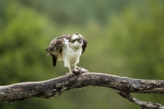 Osprey rouse