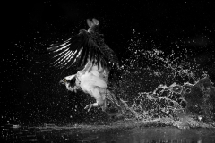 Splash