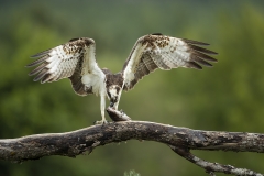 Wings outstretched