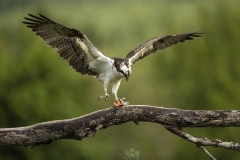 Osprey wings outstretched
