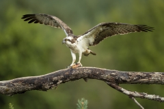 Osprey wings outstretched