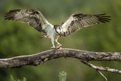 Osprey wingspan
