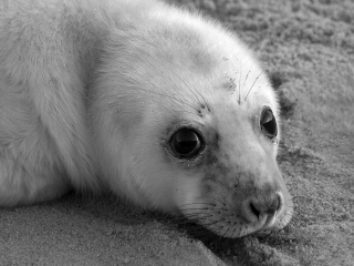 Seals