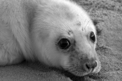 A tear for wildlife
