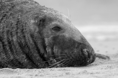 Bull Seal head shot