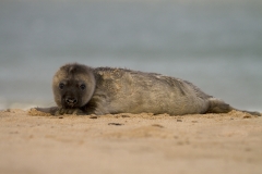 Chocolate Seal